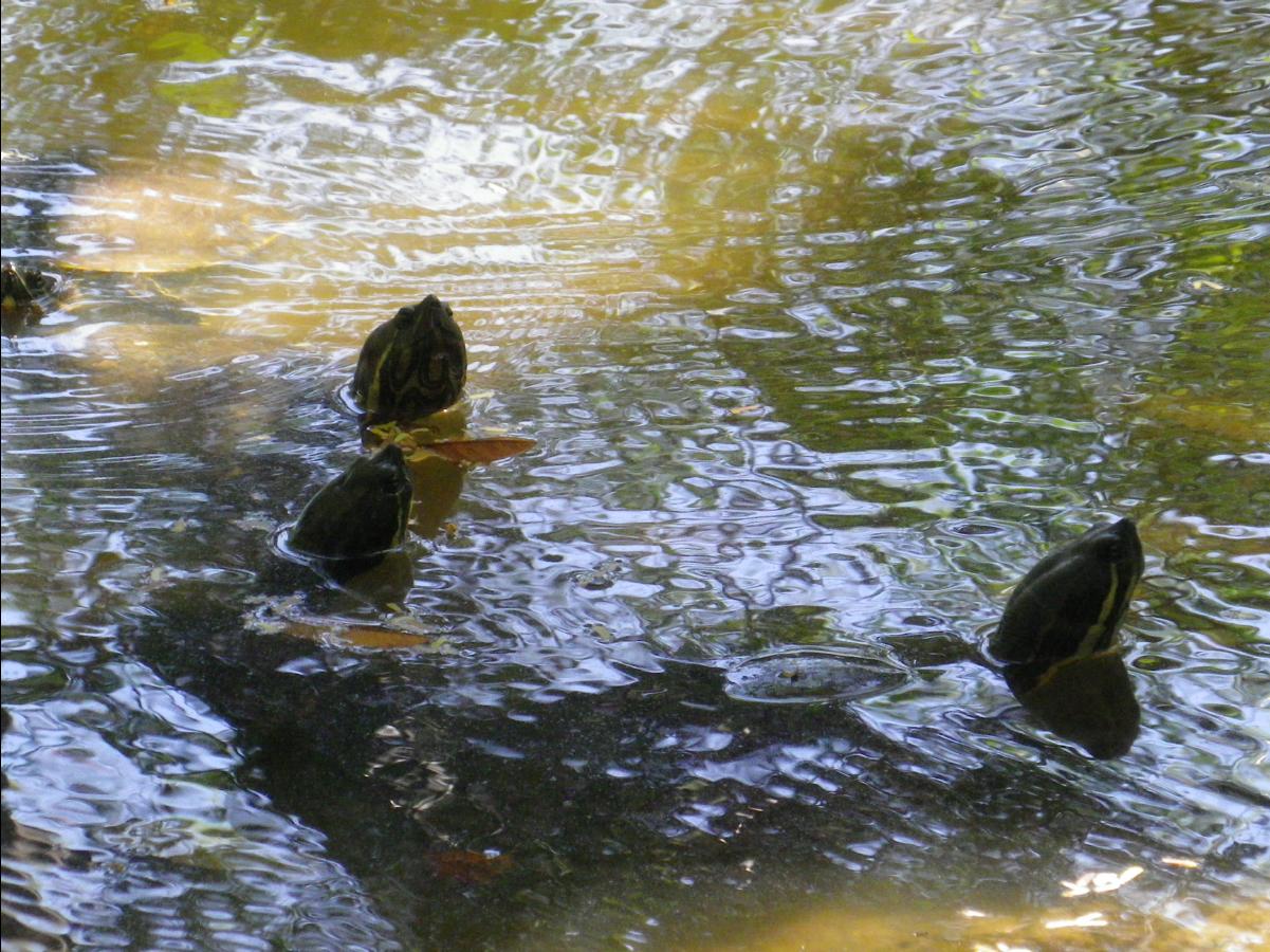 Olmeca culture museum48